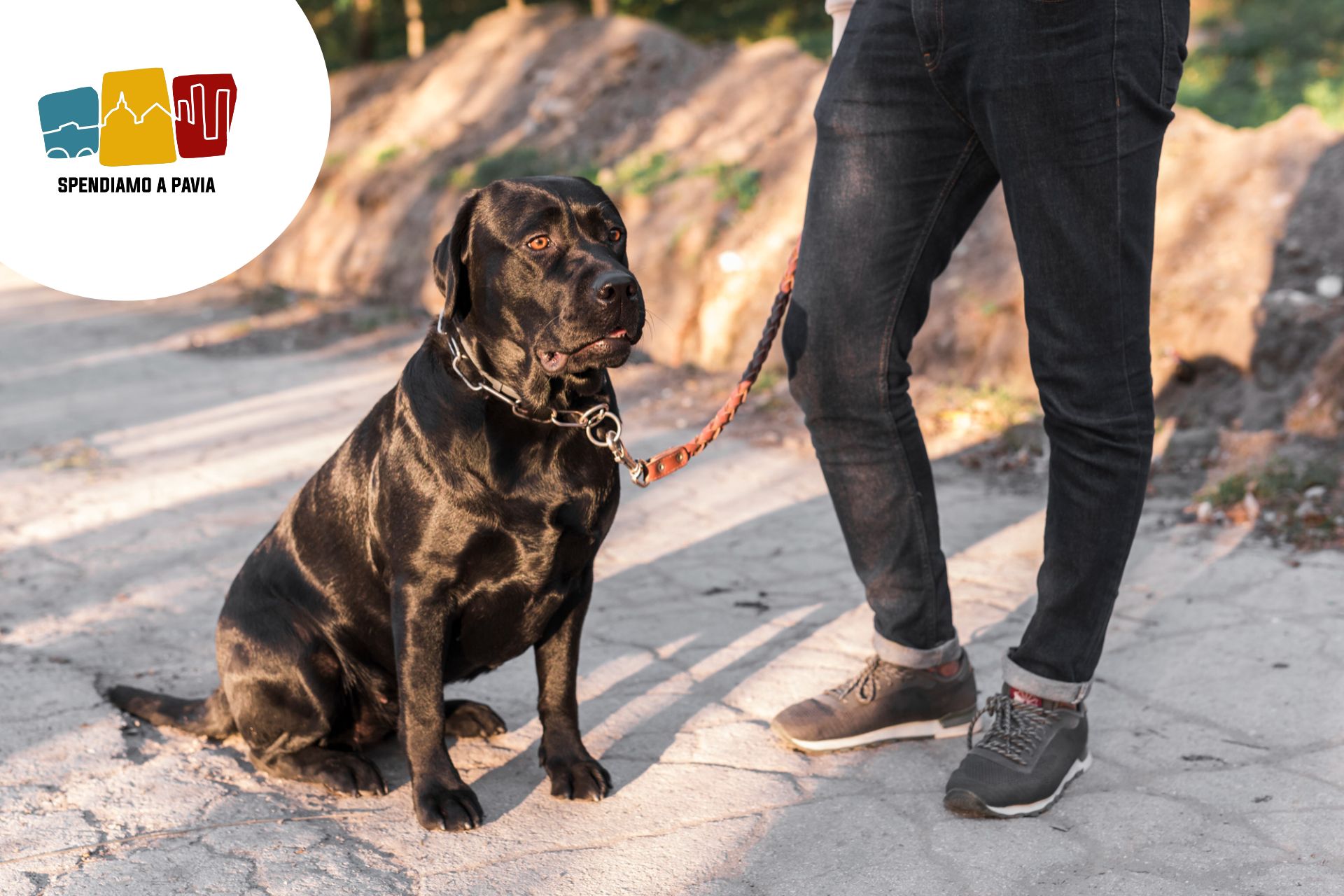 Banner_cane_guida.jpg