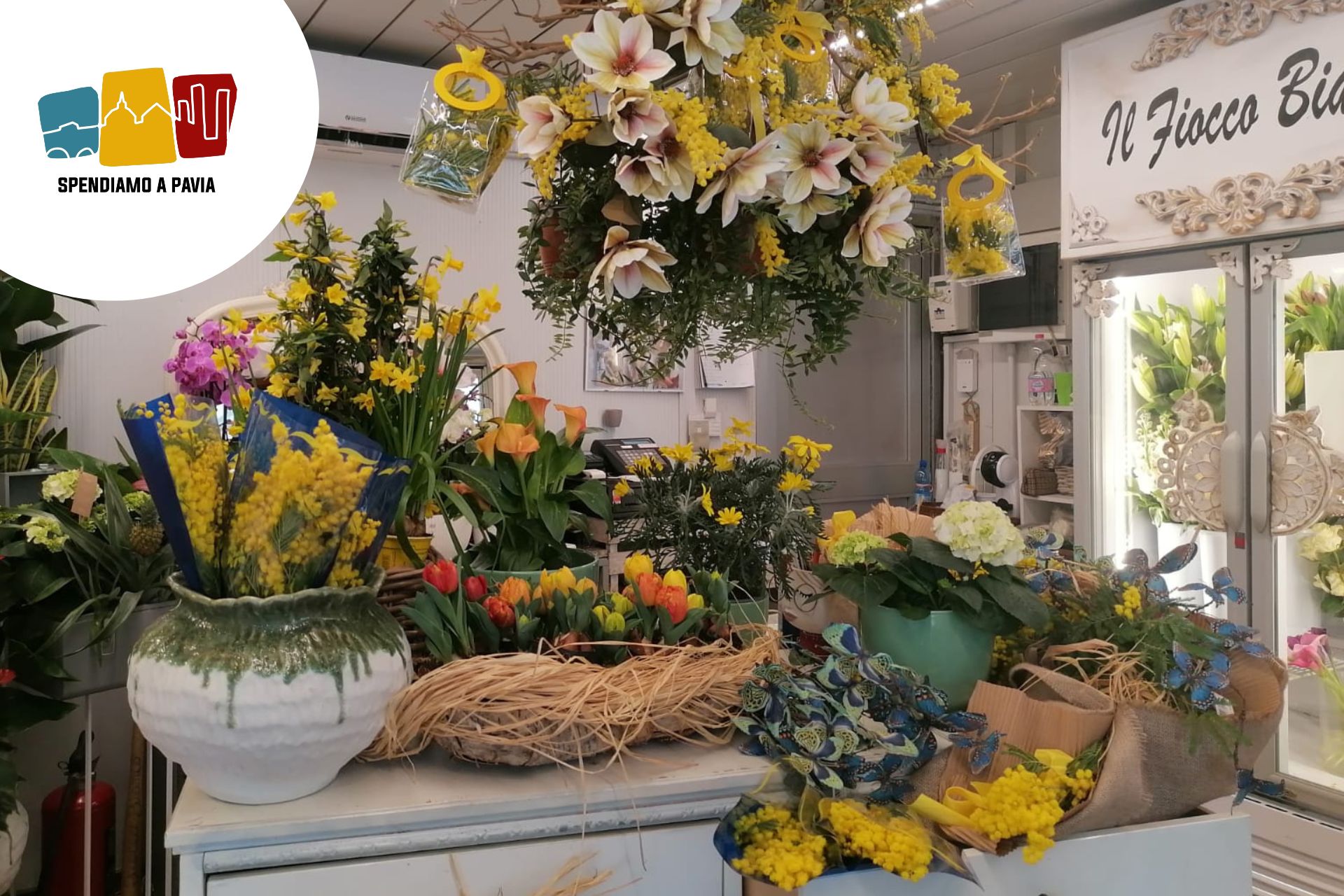 Fiocco bianco a Pavia per l’8 marzo: rispetto e diritti oltre la mimosa