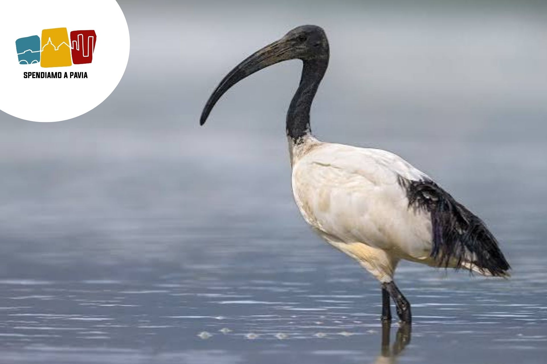 Ibis sacro, via libera alla caccia in Lombardia: a Pavia prelievi dal 15 novembre