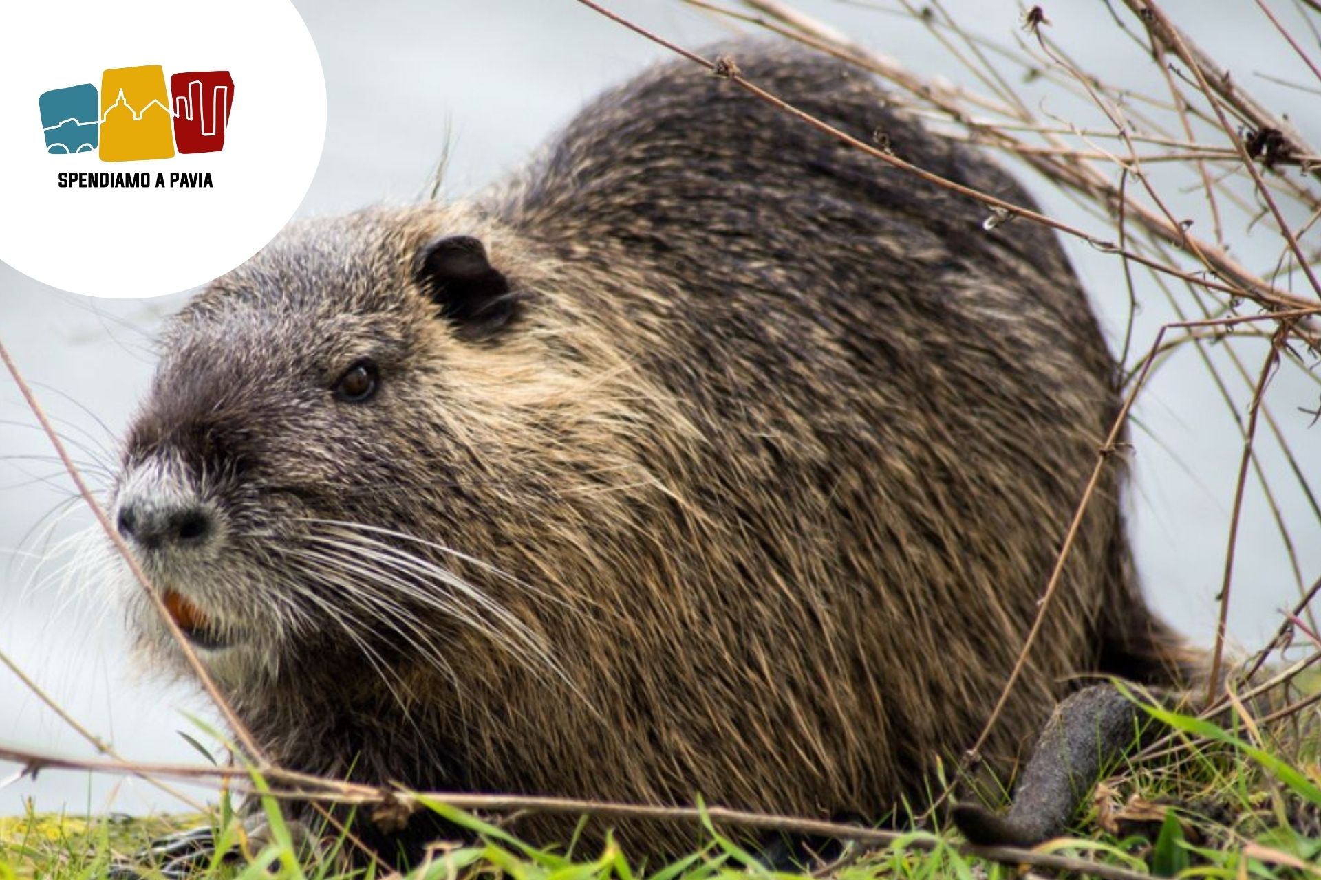 Nutria nel piatto: l’animale più odiato d’Italia può davvero diventare cibo?