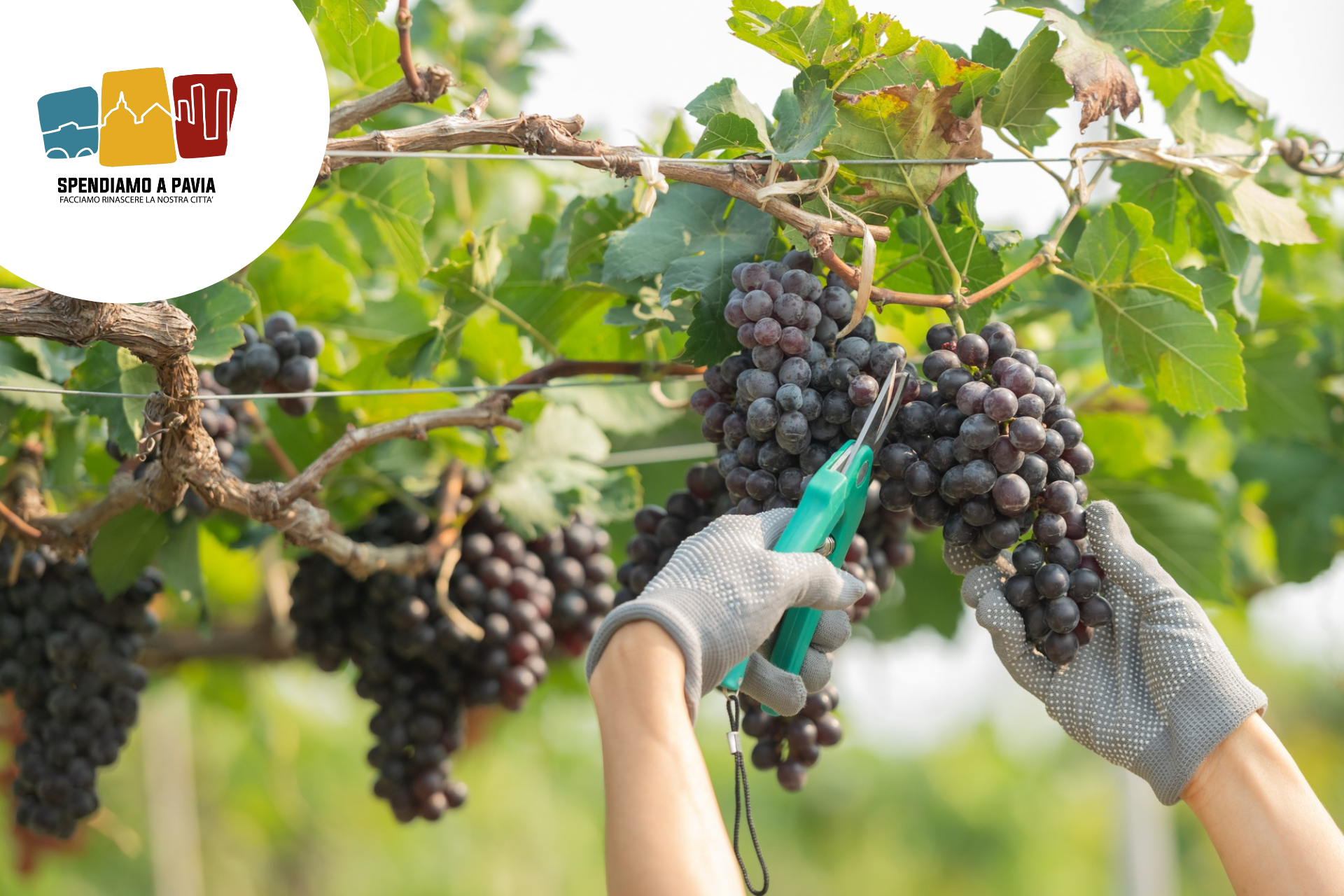 Oltrepò Pavese, al via la vendemmia: si parte lunedì 4 agosto da Oliva Gessi