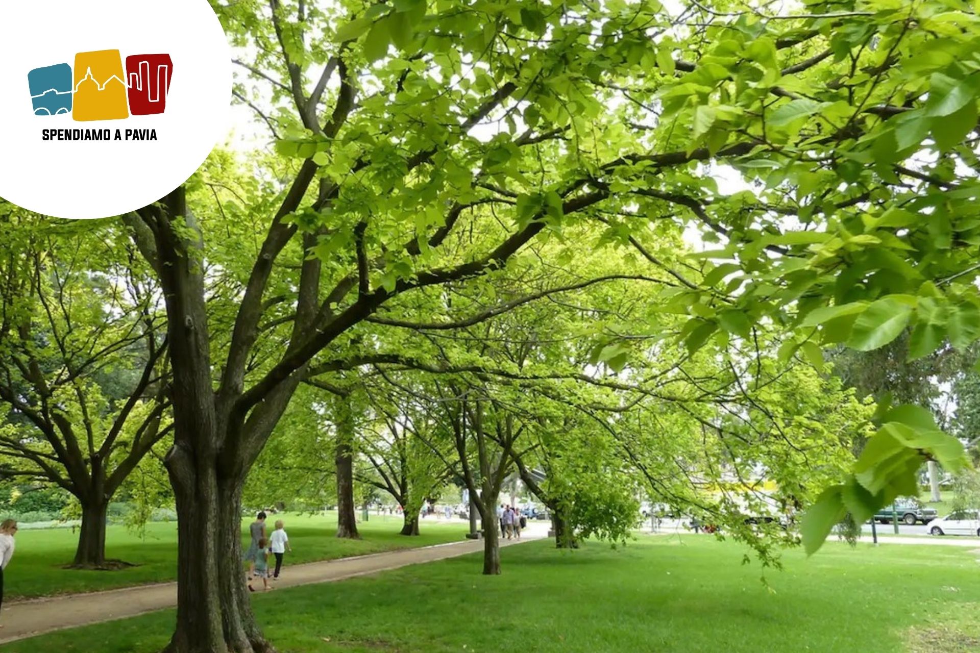Pavia punta sul verde: 230mila nuovi alberi per raffrescare la città