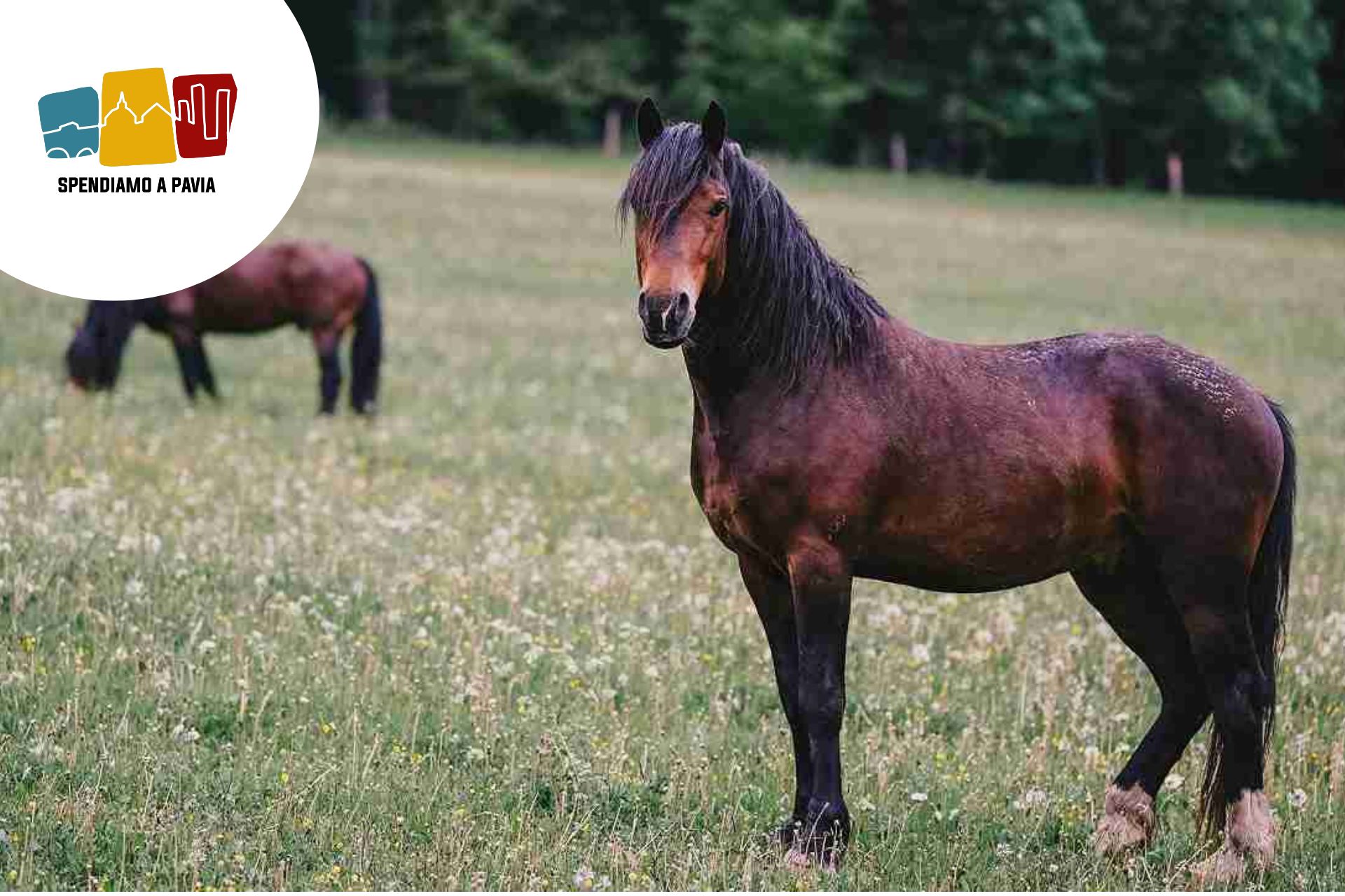 cavallo.jpg