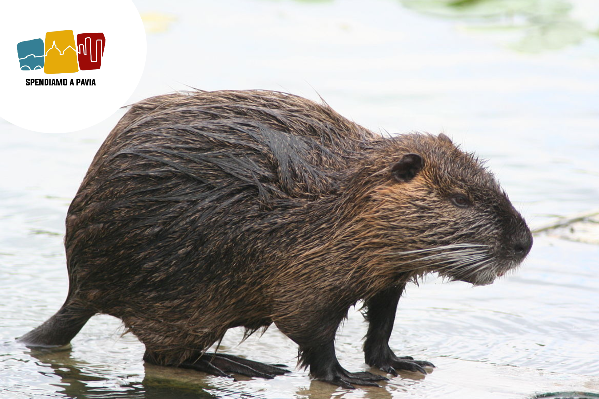 nutria.png
